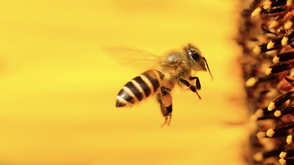 api e biodiversità
