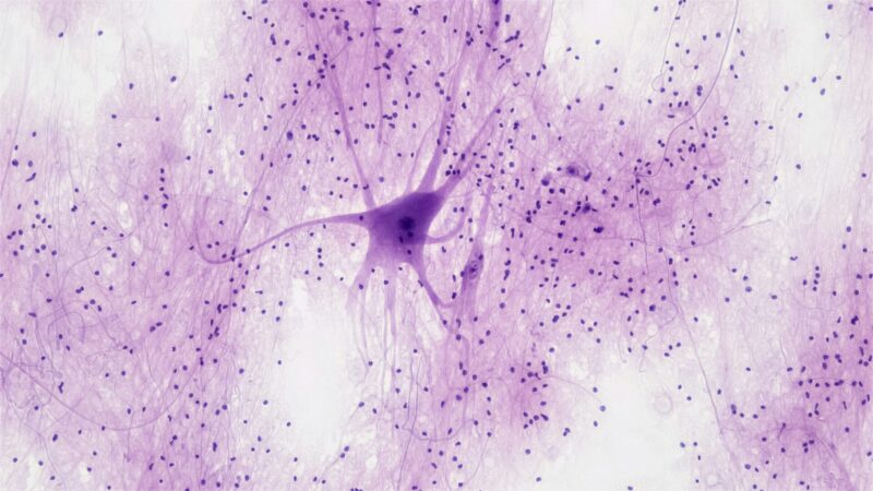 bioscience-image-library-by-fayette-reynolds-WkDk5Dt3tk0-unsplash
