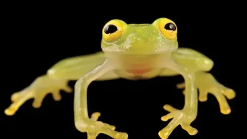 frontal-view-of-hyalinobatrachium-pellucidum